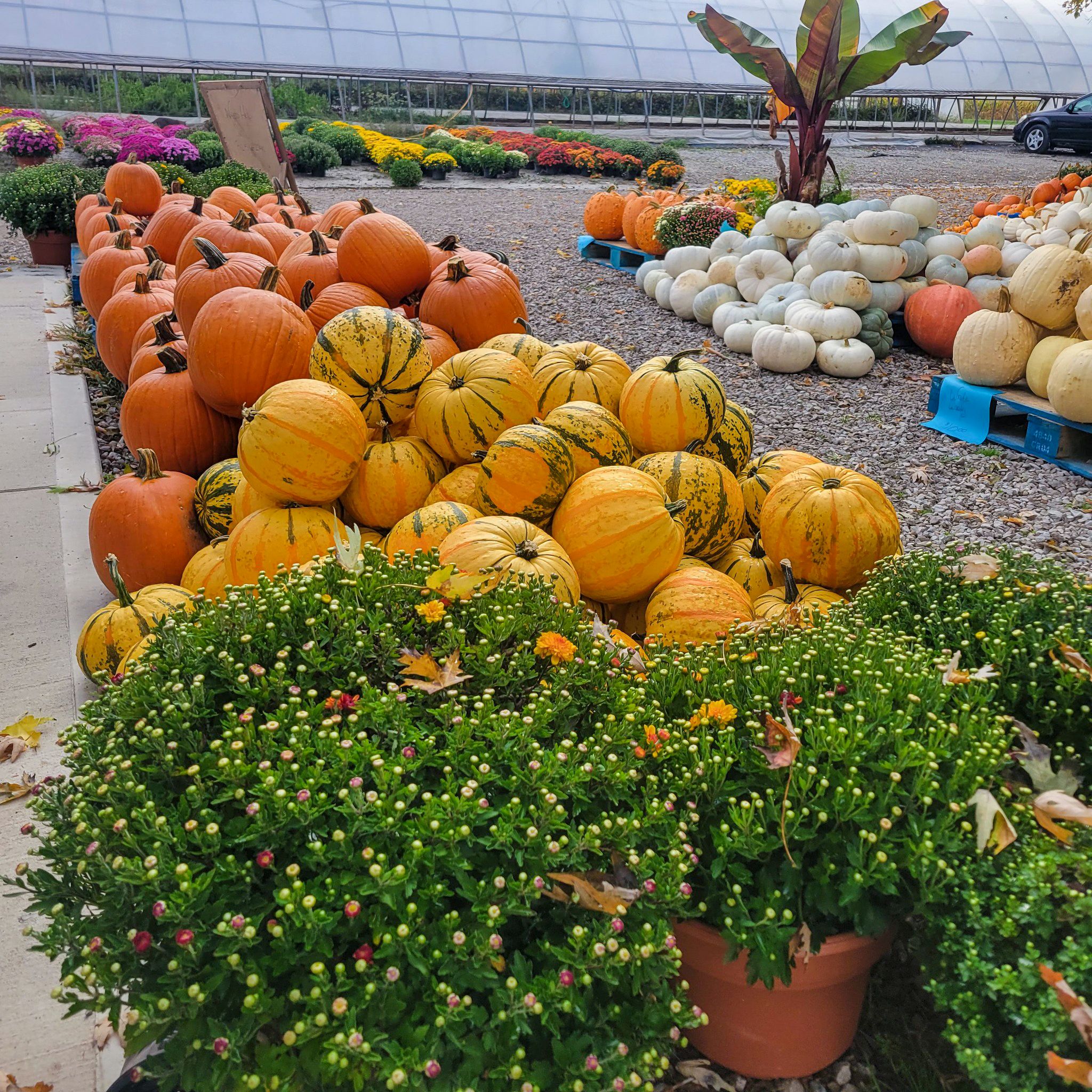 Poseys Pumpkins